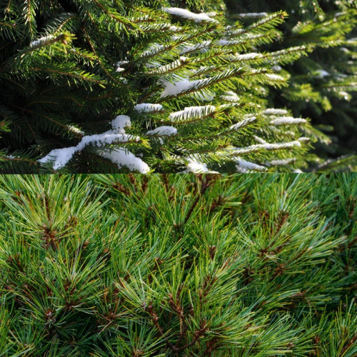 Русская ель