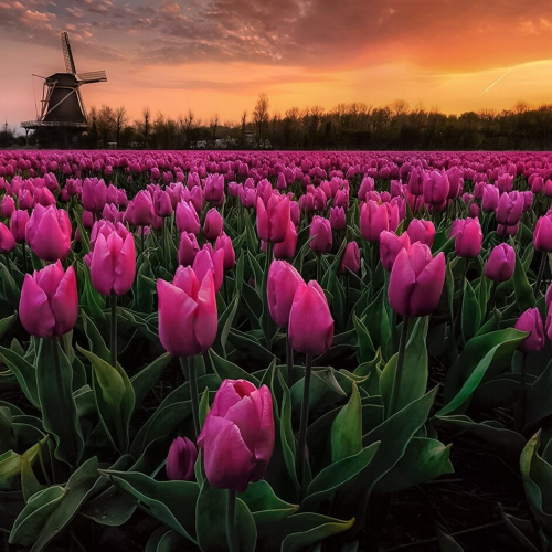 Тюльпановые поля