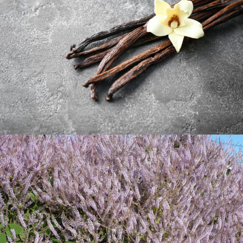 Ваниль и пучелли