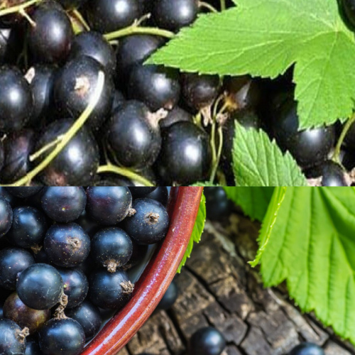 Черная смородина