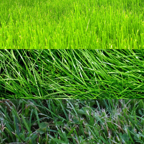 Свежескошенная трава