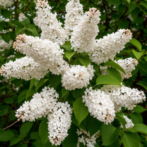 Белая сирень