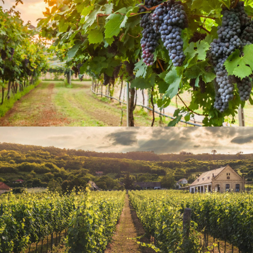 Тосканский виноградник